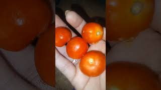 Ajj Kuch Bnaon Nu Dil Kar Reha C