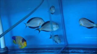Amblard SA Red Sea Fishes