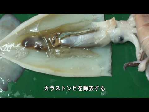 イカの解剖 スルメイカ 高校生物実験 Youtube
