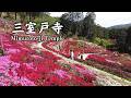 【京都】三室戸寺と長岡天満宮のつつじ Azaleas at Mimuroto-ji Temple and Nagaoka Tenmangu Shrine | Kyoto, Japan (2026)