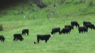 20091117 JJ New Zealand trip 10