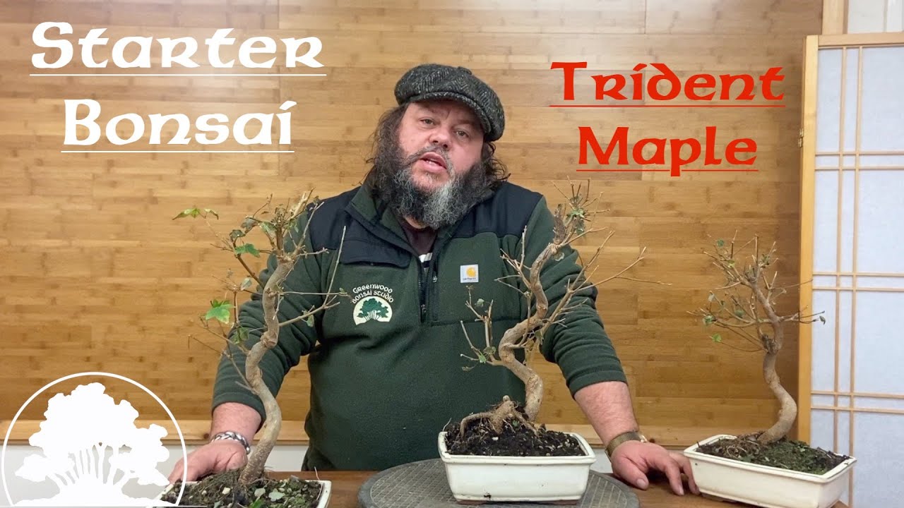 Improving Starter Trident Maple Bonsai Greenwood Bonsai YouTube