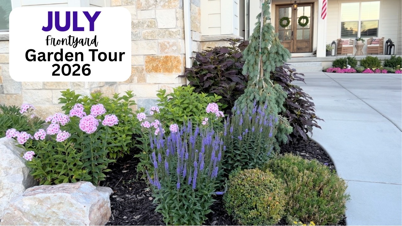 Summer Garden Maintenance and Plant Care