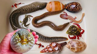 Catch puffer fish and hermit crabs, snails, conch, eels, crabs, sea fish, nemo fish, sea cucumbers