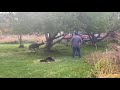 Idaho Fish and Game untangles buck from backyard hammock