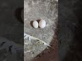 اسباب ظهور بيض الحمام الصغير