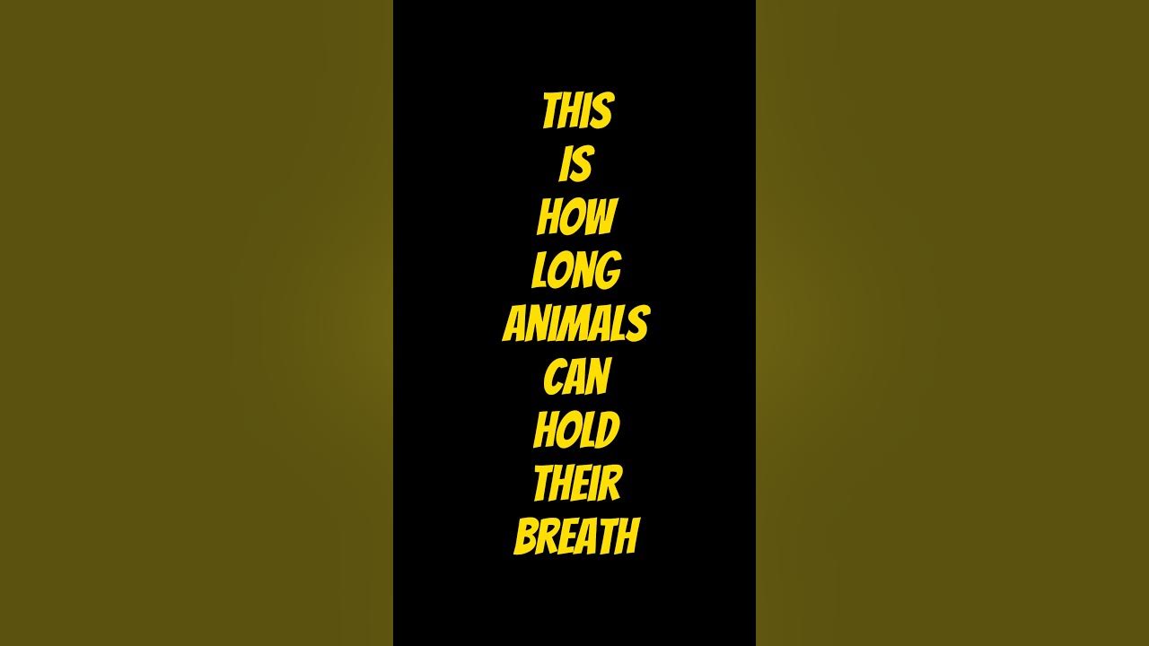 This Is How Long Animals Can Hold Their Breath! shorts YouTube