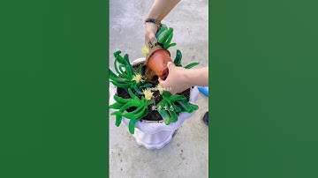 Flower-growing knowledge and skills keep Flower knowledge