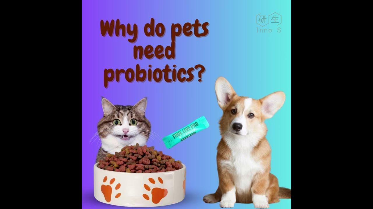 Why do pets need probiotics? guthealth boostimmunity stressrelief diarrhoea innoshealth 