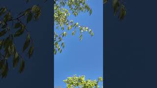 하지만 난 아냐ㆍBut Not For Me · Chet BakerㆍIra Gershwin/ George Gershwin