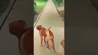 Китайский Шар-Пей анимация лучшей породы собак 2023