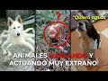 Animales hablando y actuando muy extrao