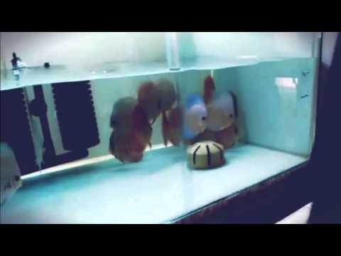 Cleaning discus fish tank @cpdiscus - YouTube