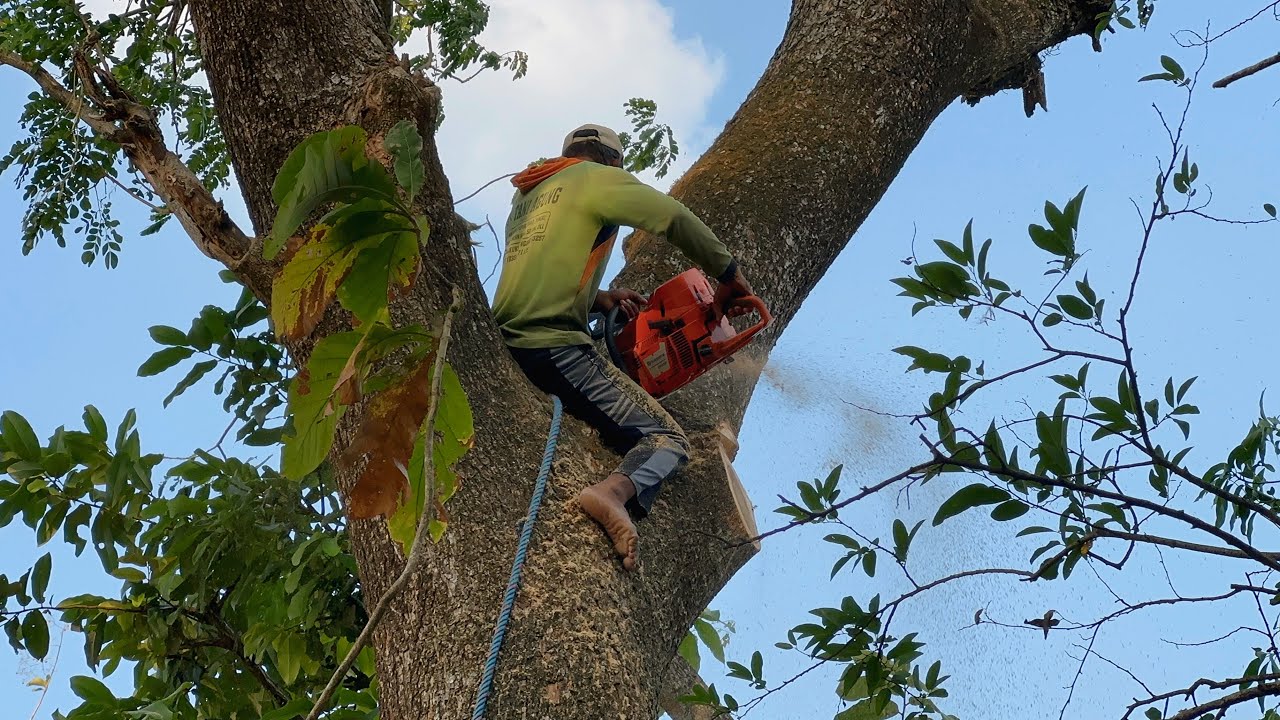 Very troublesome... Cut down 2 old trees near the house, Stihl ms881 ...