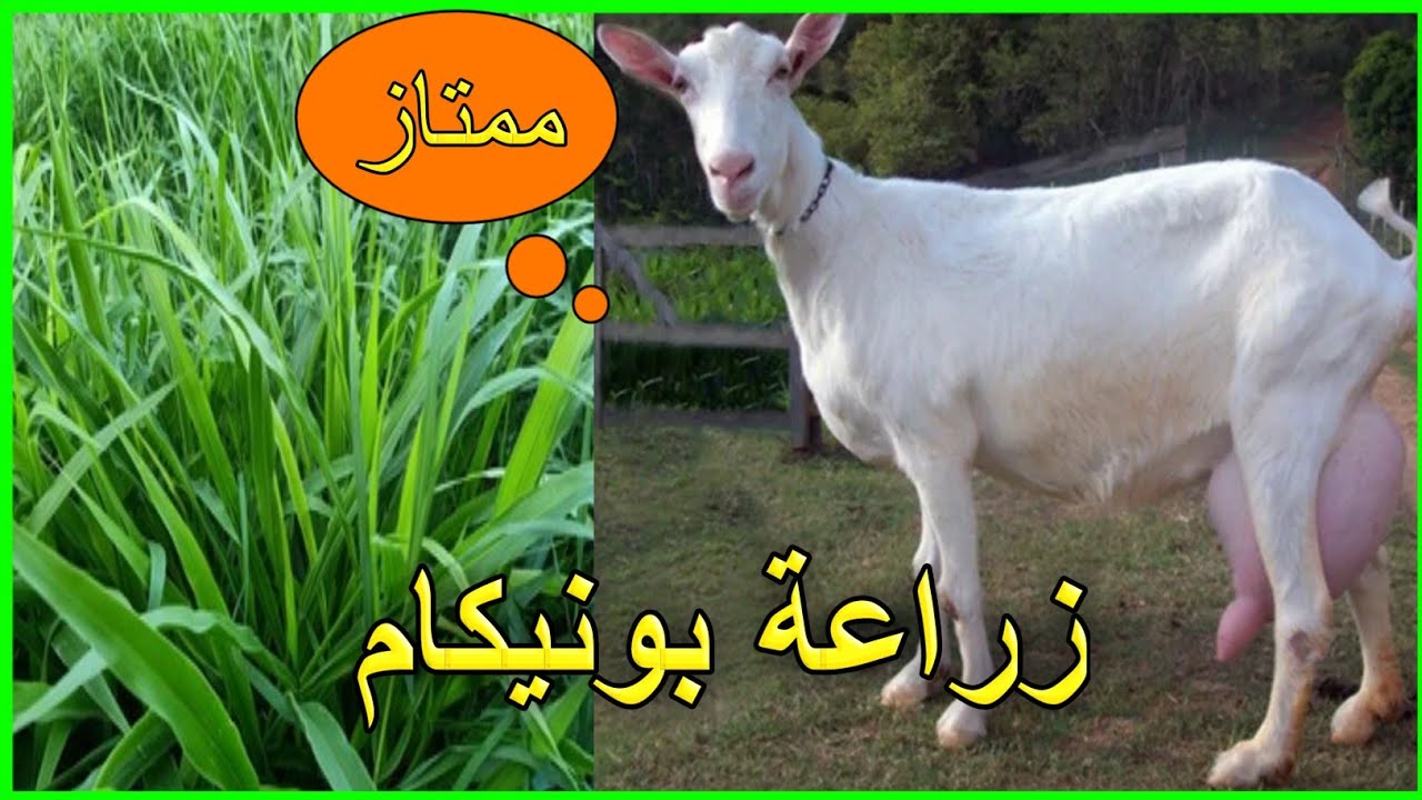 تجربة زرع نبتة بونيكام بديل أفضل من البرسيم و الفصة | و مدى نجاحه و تقديمه للماشية