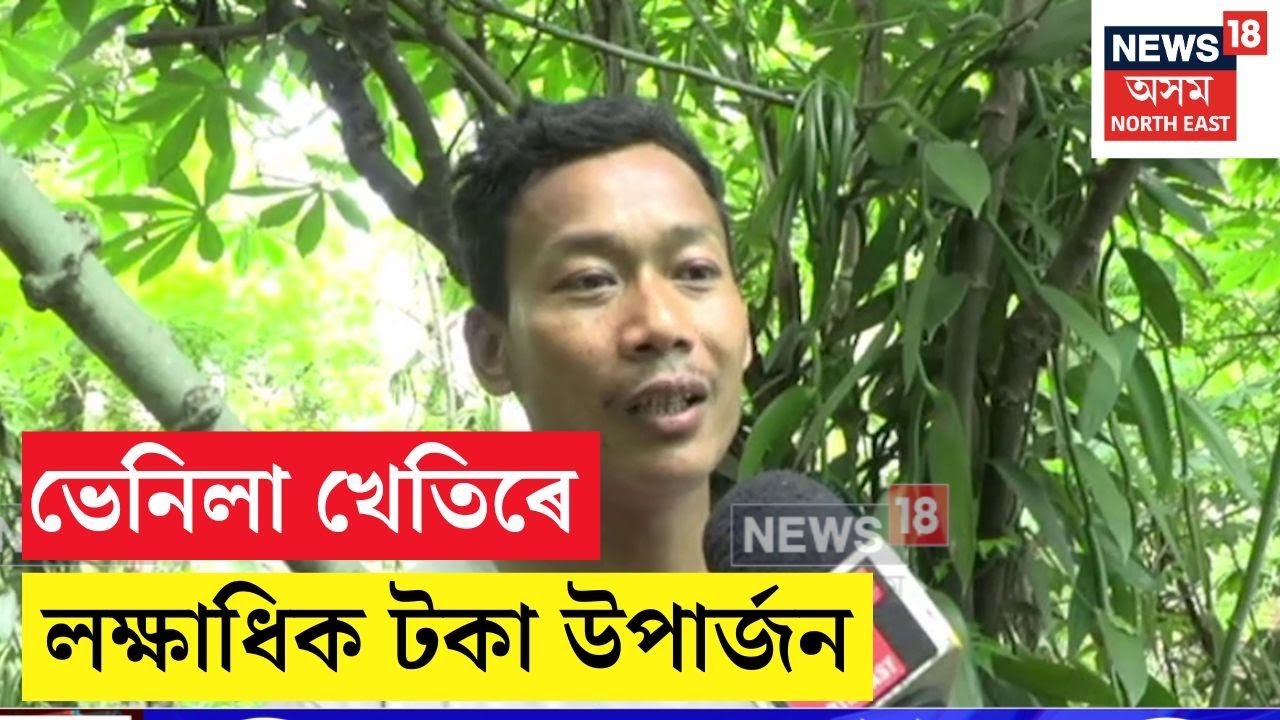 ভেনিলা খেতিৰে লক্ষাধিক টকা উপাৰ্জন ওদালগুৰিৰ এজন আদৰ্শ কৃষকৰ | N18V