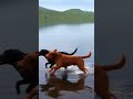 #dog.  race water