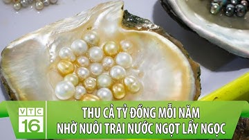 Thu cả tỷ đồng mỗi năm nhờ nuôi trai nước ngọt lấy ngọc | VTC16