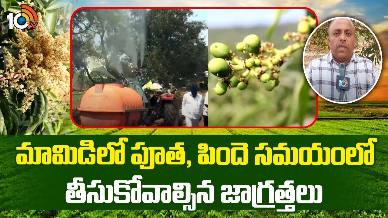 మామిడిలో పూత, పిందె సమయంలో తీసుకోవాల్సిన జాగ్రత్తలు | Matti Manishi | 10TV News