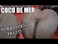 COCO DE MER : My Hunt for the Tree of Knowledge (Part 2 of 5) - Weird Fruit Explorer Ep. 400