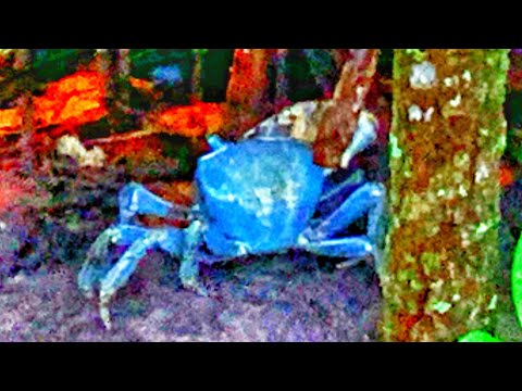 i-found-a-blue-alien-crab-invasion