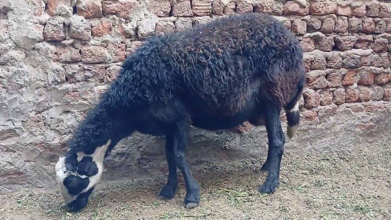 كلام عن ضرع الاغنام 