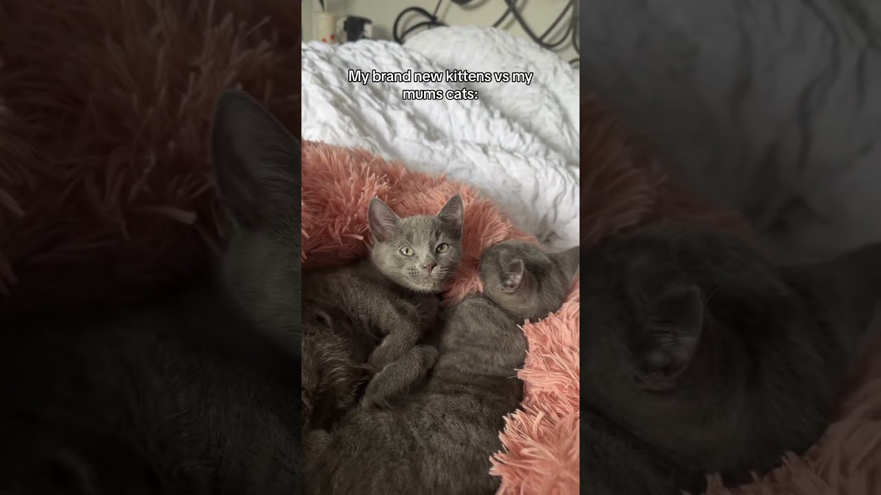 Grumpy Cat Vibes with New Friend 