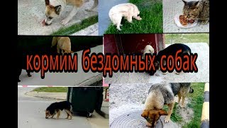 НА НАС НАПАЛИ СОБАКИ!/ кормим бездомных собак и 1 кот) НА НАС НАПАЛИ СОБАКИ!/ кормим бездомных собак и 1 кот)