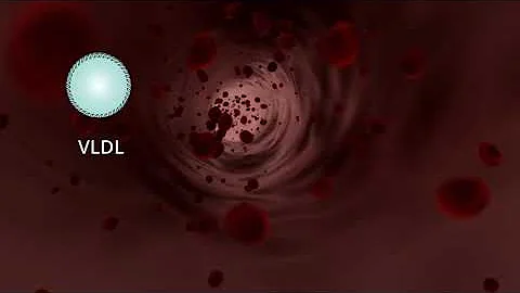 Lipoprotein metabolism in 2 minutes! Animation