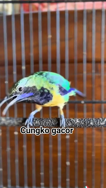 Tembakan burung Cucak Cungkok