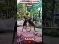 Kangaroo Boxing Fight | Life Story