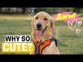 9 Reasons Why Golden Retrievers Are So Cute