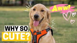 9 Reasons Why Golden Retrievers Are So Cute by Retriever Care 5,671 views 8 months ago 2 minutes, 36 seconds