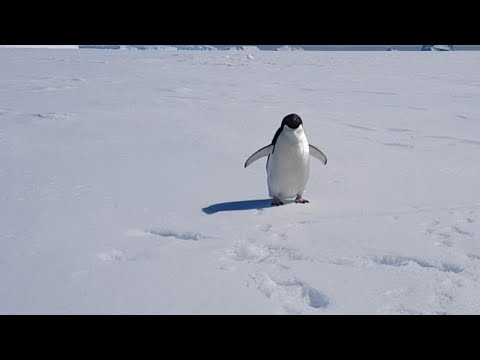 Приветливый пингвин Адели