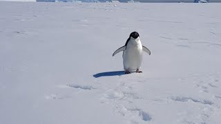 Приветливый пингвин Адели