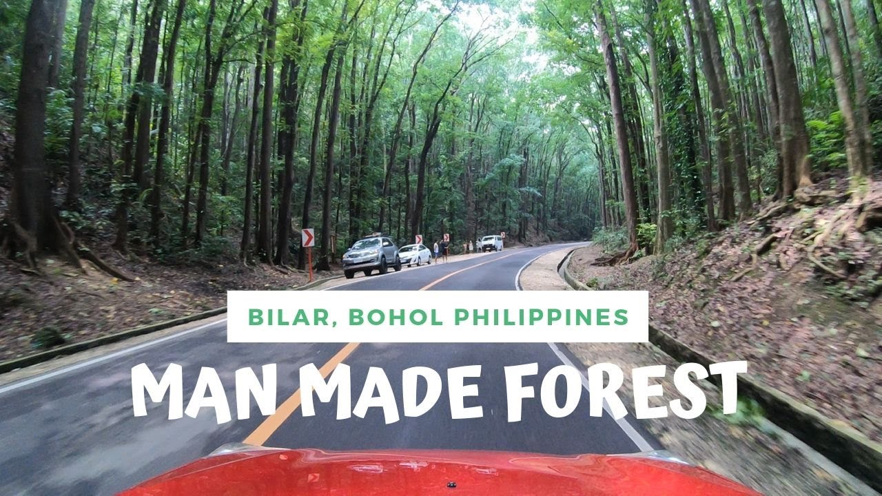 Man Made Forest Bilar, Bohol Philippines