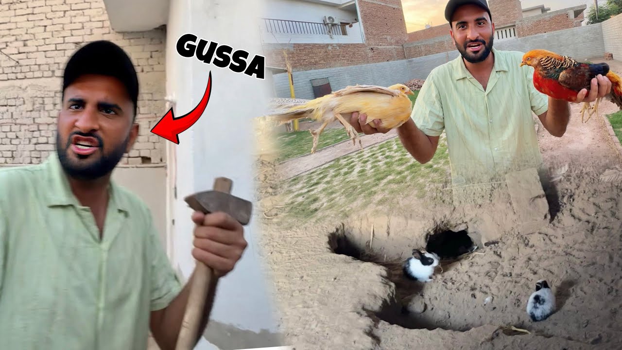 Rabbits Ny Cute Se Bachy De dye😍Or Sabtain Pagl Hogea