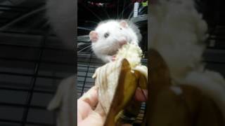RATS VS BANANA