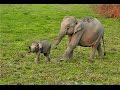 Baby Elephant with Mother - Kaziranga