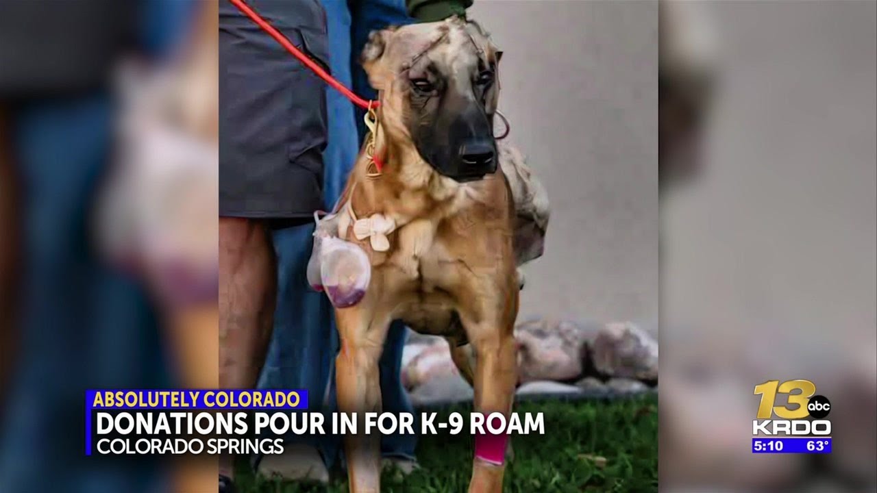 More than $68,000 donated for K9 Roam, police dog who had leg amputated ...