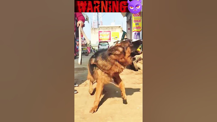 तीन कुत्ते जो पिटबुल को हरा सकते हैं। Pitbull vs Three Dog 😨👿👀#pitbull #aggressive #dangerousdog
