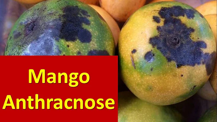 How to manage Anthracnose disease affecting Fruit set in Mango - DayDayNews