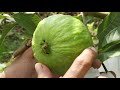 Hechos del Agro - El productor de guayaba orgánica y cultivo de licha