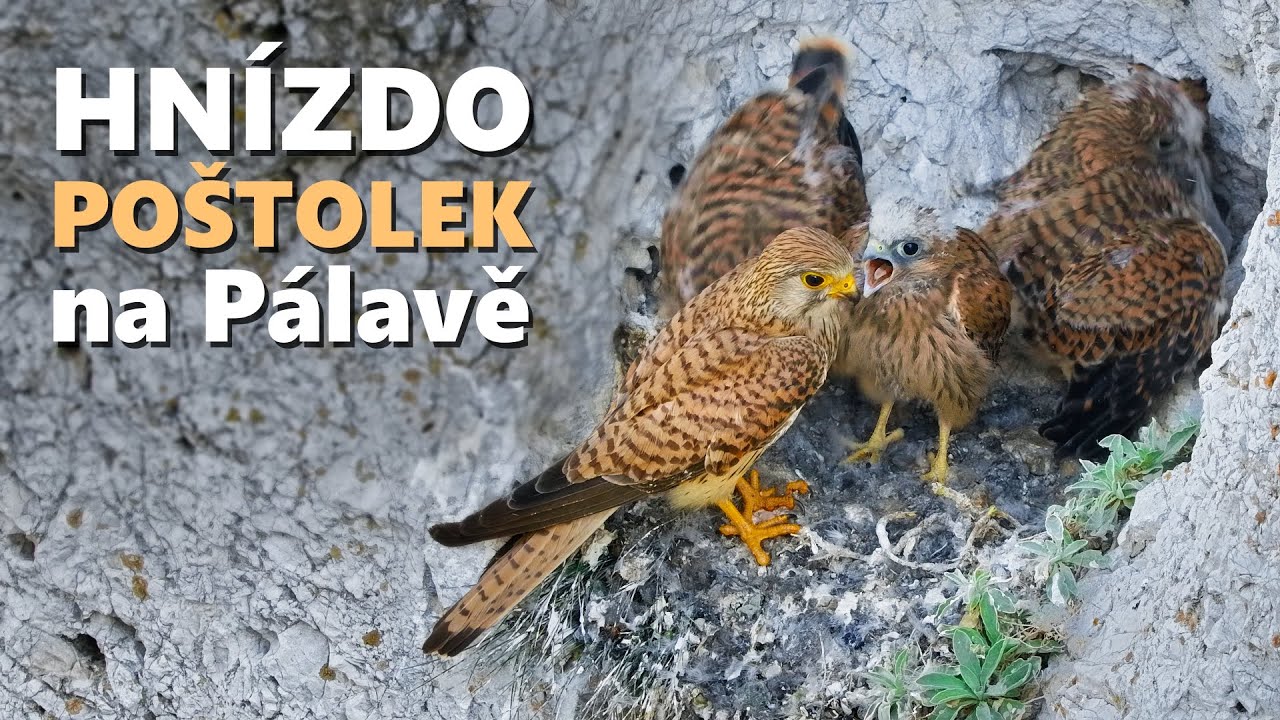 Poštolka obecná / Hnízdo na Pálavě