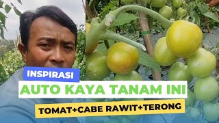 AUTO KAYA TANAM INI ll tumpang sari Tomat + Cabe rawit + terong