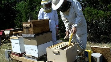 Transfering bees from a Swarm Trap