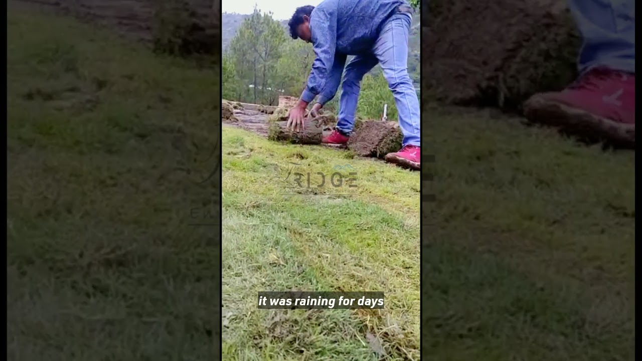 Artificial Grass Plantation