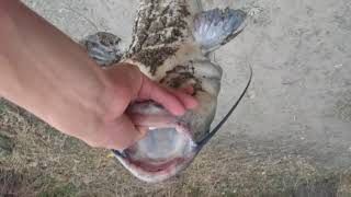 11pound Channel Catfish, using chicken liver!!