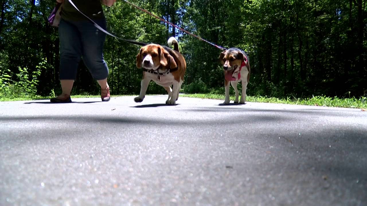 Review - PetSafe Easy Walk Harness