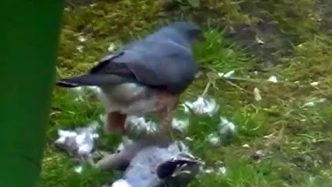 Sadis, elang ini memangsa seekor merpati
